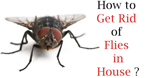 How to Get Rid of Flies in House