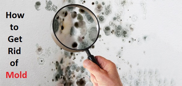 How to get rid of mold