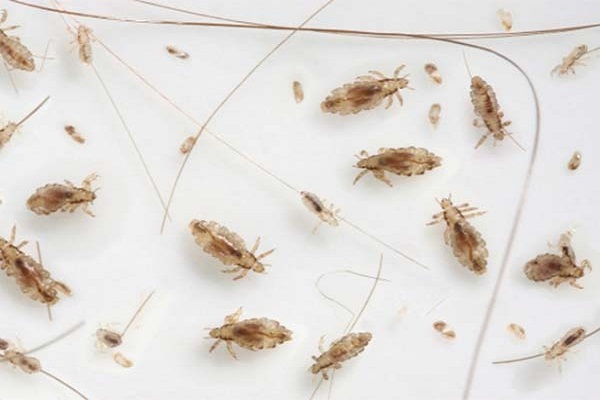 How to kill fleas