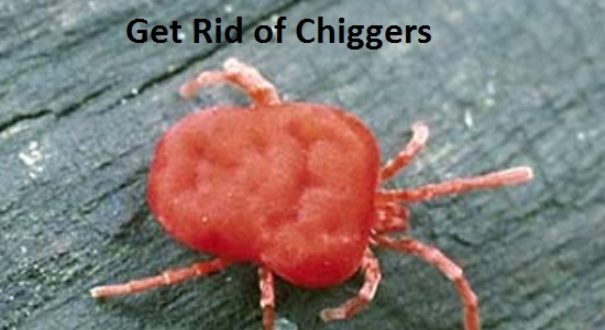 Ways To Get Rid Of Chiggers 605x330 