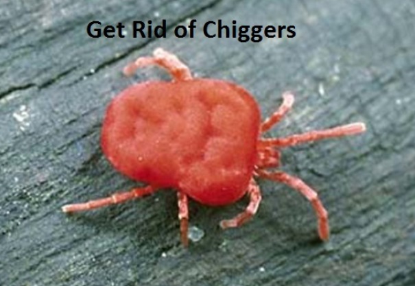 Ways to Get Rid of Chiggers