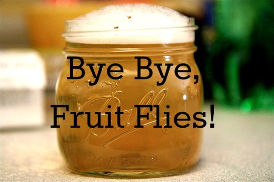 how to kill fruit flies