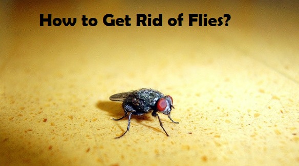 Get rid of flies