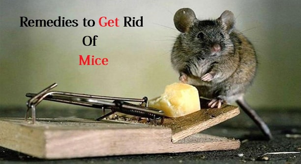 Remedies to get rid of mice