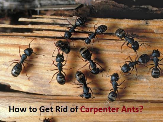 Get Rid Of Carpenter Ants