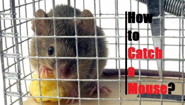 how to catch a mouse