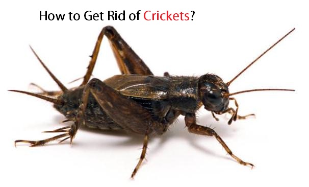 How to Get Rid of Crickets?