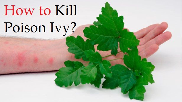 How to kill poisin ivy