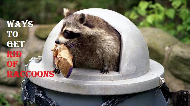 get rid of raccoons