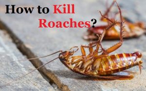 How to Kill Roaches Fast?