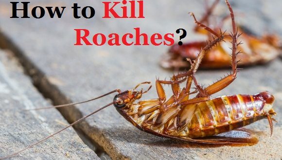 How to Kill Roaches Fast?